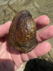 Potamilus metnecktayi