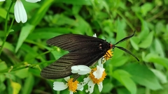 Gynautocera rubriscutellata