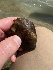 Potamilus metnecktayi