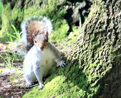 Sciurus carolinensis