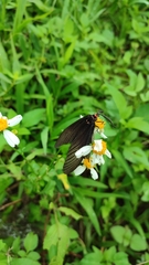 Gynautocera rubriscutellata