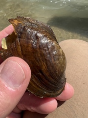 Potamilus metnecktayi