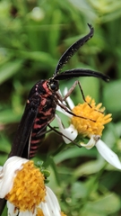 Gynautocera rubriscutellata