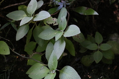 Coleus argentatus