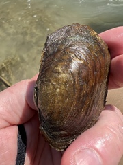 Potamilus metnecktayi