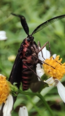 Gynautocera rubriscutellata