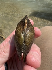 Potamilus metnecktayi