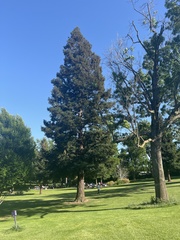 Sequoia