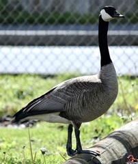 Branta canadensis