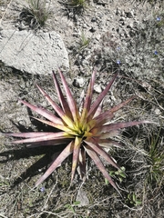 Tillandsia secunda