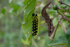Leucanella viridescens