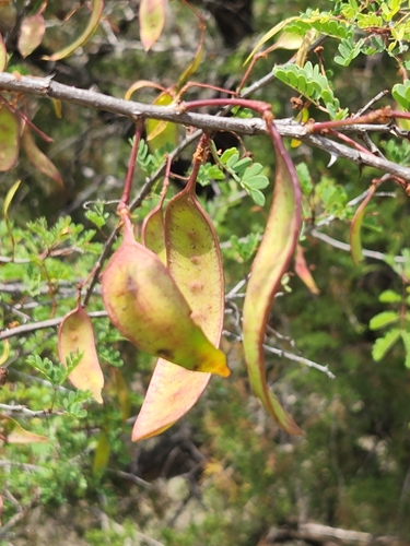 Senegalia roemeriana, photograph 3