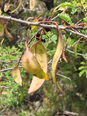 Senegalia roemeriana, photograph Jo Roberts, CC BY, iNaturalist via GBIF