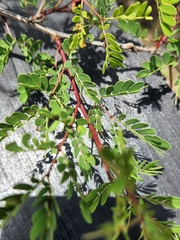 Senegalia roemeriana, photograph Jo Roberts, CC BY, iNaturalist via GBIF