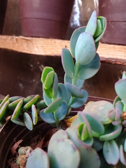 Kalanchoe marnieriana