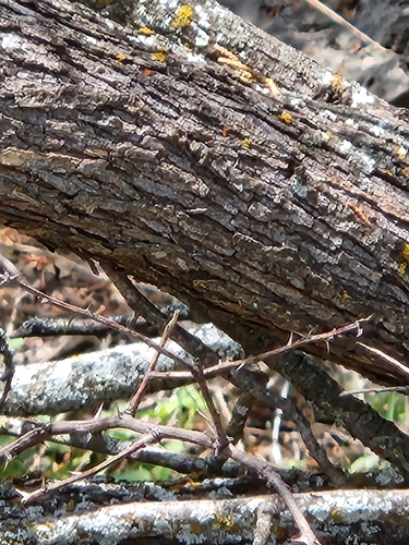 Senegalia roemeriana, photograph 5