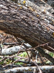 Senegalia roemeriana, photograph Jo Roberts, CC BY, iNaturalist via GBIF