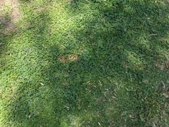 Medicago lupulina