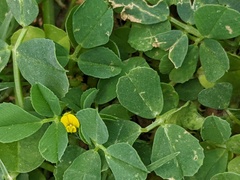 Medicago lupulina