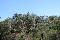 Euphorbia triangularis