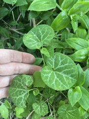 Aristolochia fimbriata