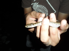 Thamnophis eques