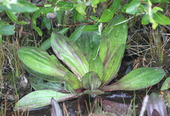 Plantago subnuda