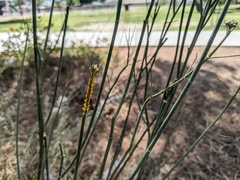 Aphis nerii