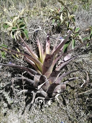 Tillandsia lajensis