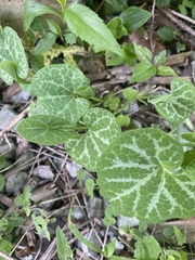 Aristolochia fimbriata