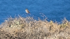 Artemisiospiza belli clementeae