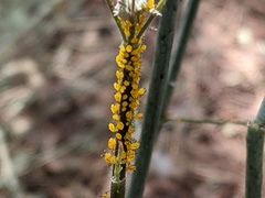 Aphis nerii