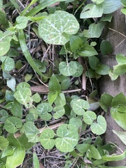 Aristolochia fimbriata