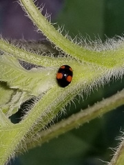 Brachiacantha subfasciata