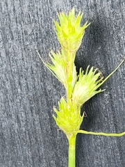Carex tetrastachya