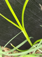 Carex tetrastachya