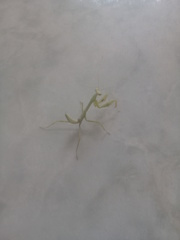 Stagmatoptera femoralis
