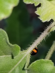 Brachiacantha subfasciata