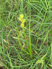 Carex tetrastachya