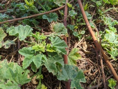 Malva parviflora