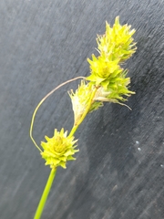 Carex tetrastachya