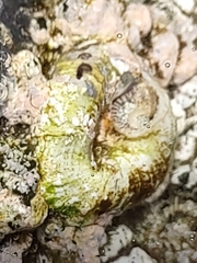 Thylacodes variabilis