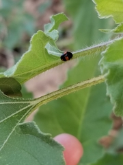 Brachiacantha subfasciata