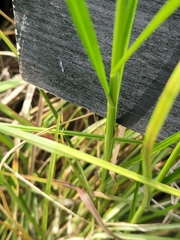 Carex tetrastachya