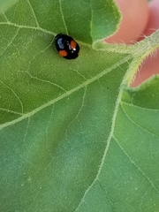 Brachiacantha subfasciata