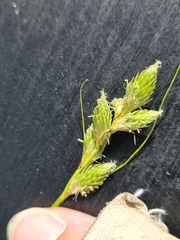 Carex tetrastachya