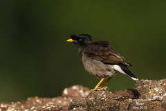Acridotheres fuscus