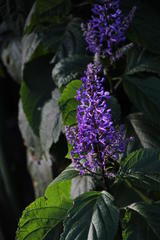 Plectranthus ecklonii