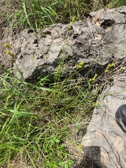 Carex tetrastachya