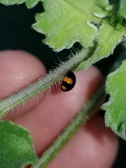 Brachiacantha subfasciata